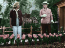 tulips.gif (241562 bytes)